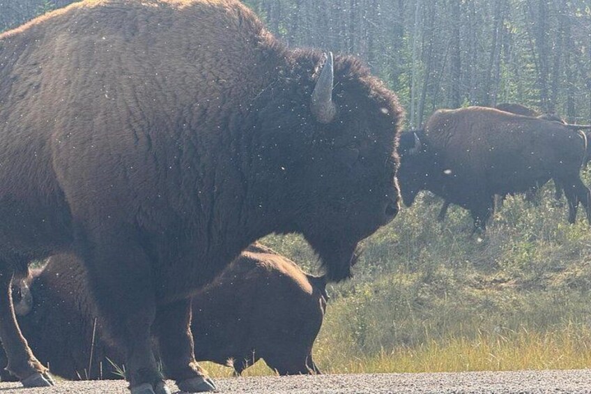 Bison and North Arm Scenic Highway Bus Tour 2