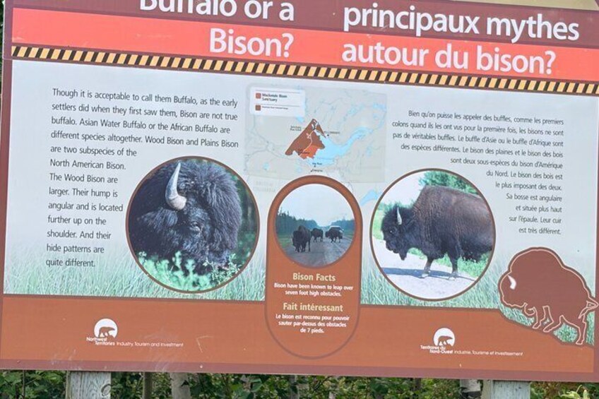 Bison Highway Wildlife Tour 5