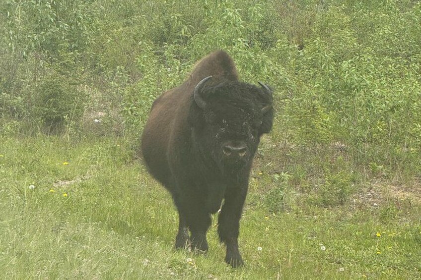 Bison and North Arm Scenic Highway Bus Tour 4