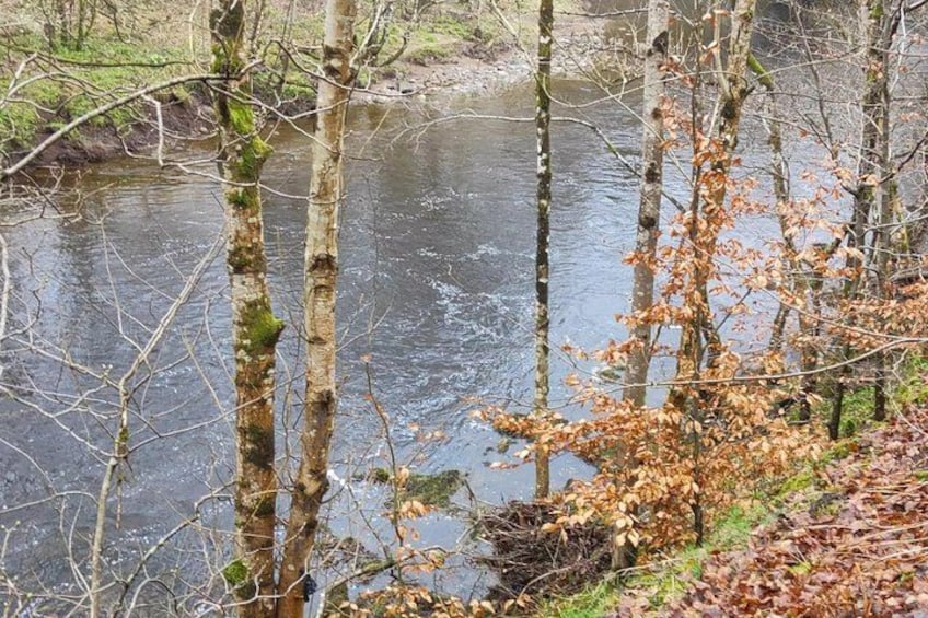A river with trees and fallen leaves. 2