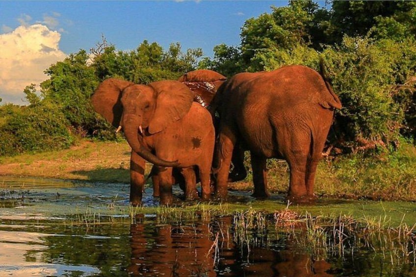 Elephants near a water body with trees in the background. 1