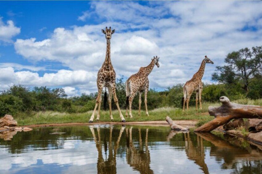 Three giraffes standing by a water body with a clear sky and greenery in the background. 2