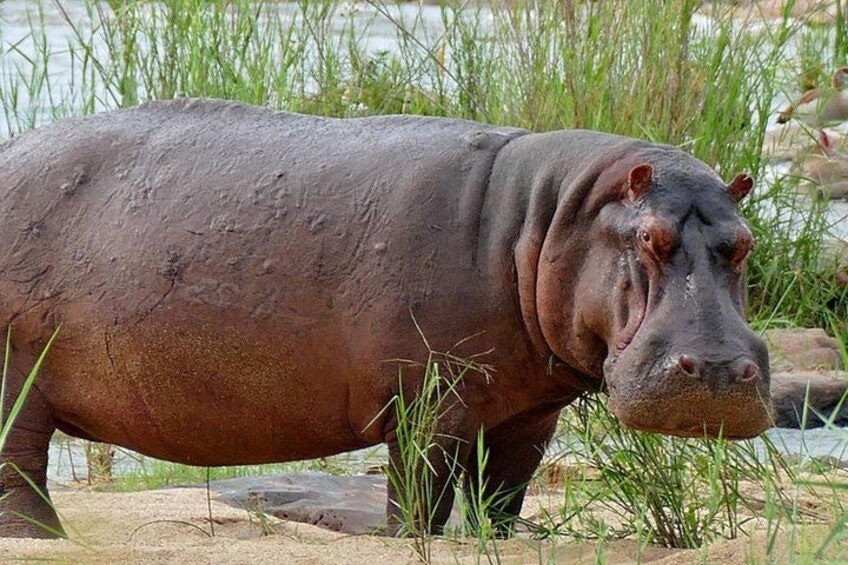 A hippopotamus near a body of water with grass and rocks in the background. 4