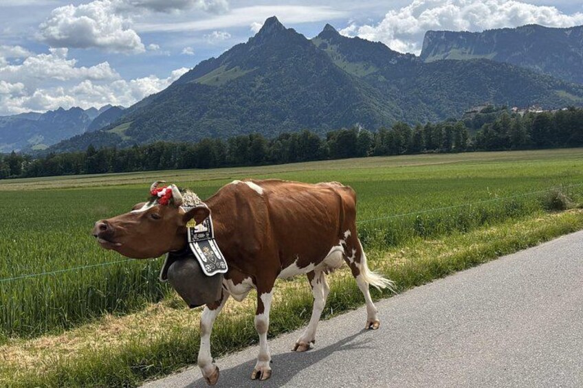 En ko med en bjällra och ett öronmärke som går längs en väg, med ett bergigt landskap i bakgrunden. 5