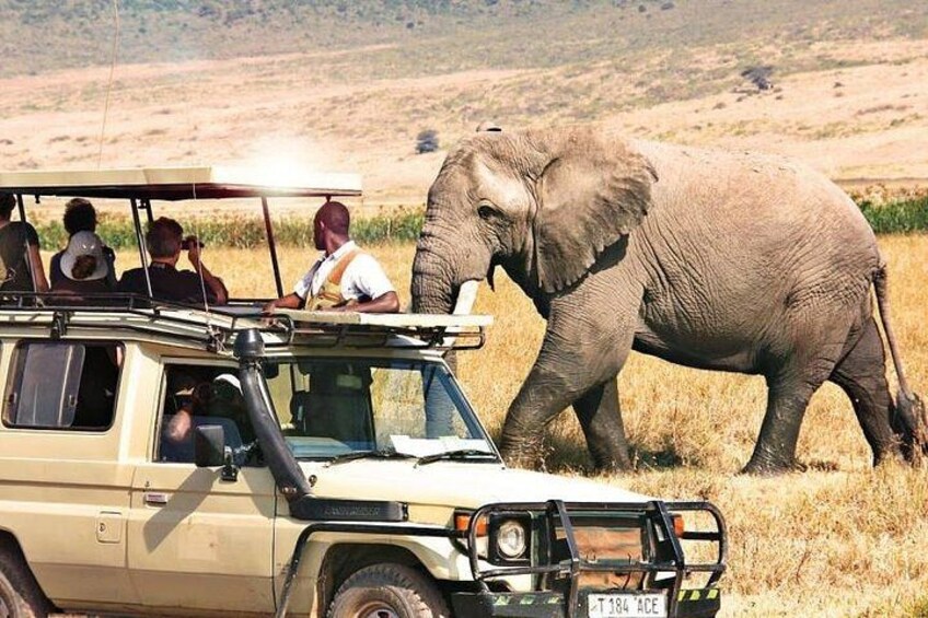 A safari vehicle with passengers observing an elephant in a grassy field. 5