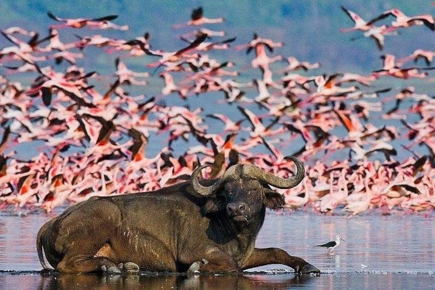 A buffalo by a water body with flamingos in the background. 2
