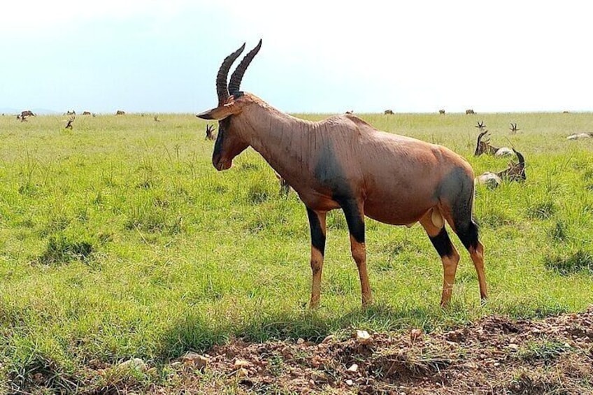 A gazelle standing in a grassy field with other gazelles in the background. 4
