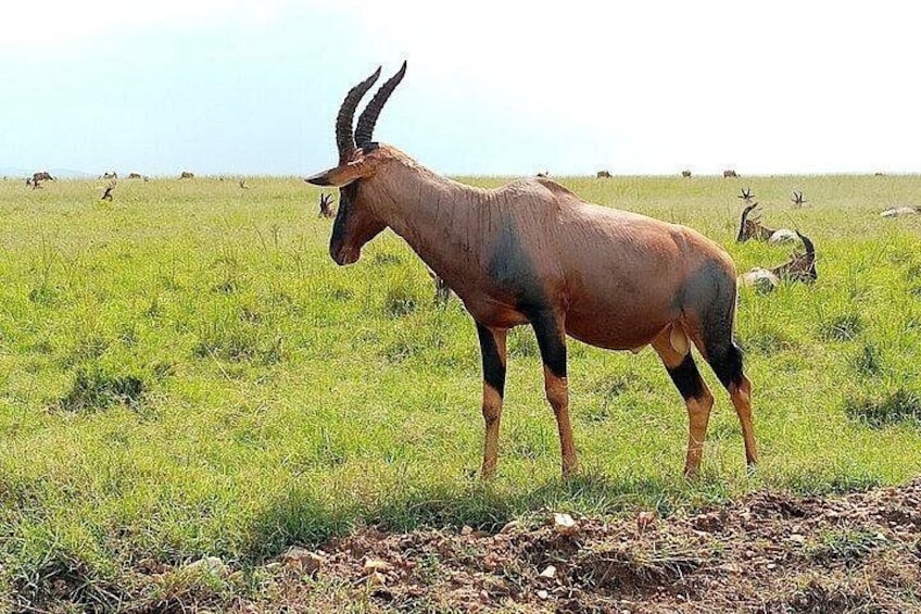 A gazelle standing in a grassy field with other gazelles in the background. 4