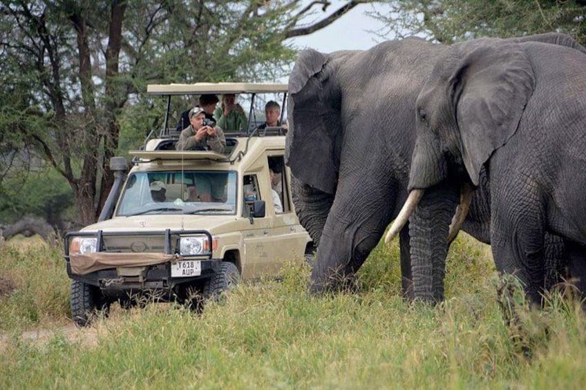 A safari vehicle with passengers observing an elephant in a grassy field. 1