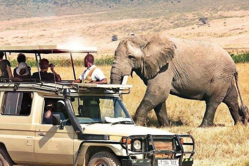 A safari vehicle with passengers observing an elephant in a grassy savannah. 5