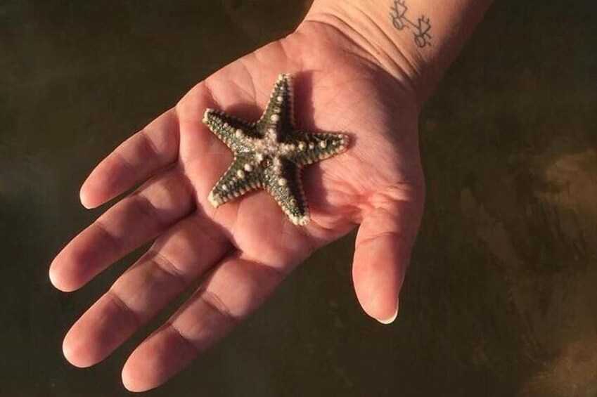 Una mano sosteniendo una estrella de mar. 4