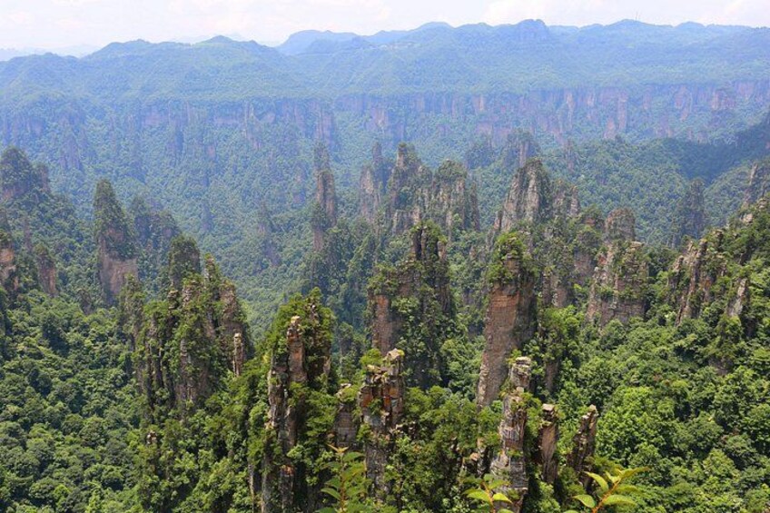 Un bosque denso con formaciones rocosas altas y esbeltas. 5