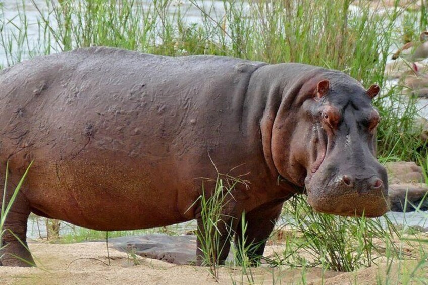 Un hippopotame dans son habitat naturel, avec de l’eau et de la végétation. 2