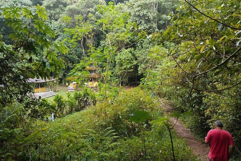 Un bosque frondoso y verde con un sendero que lleva a una construcción tradicional. 3