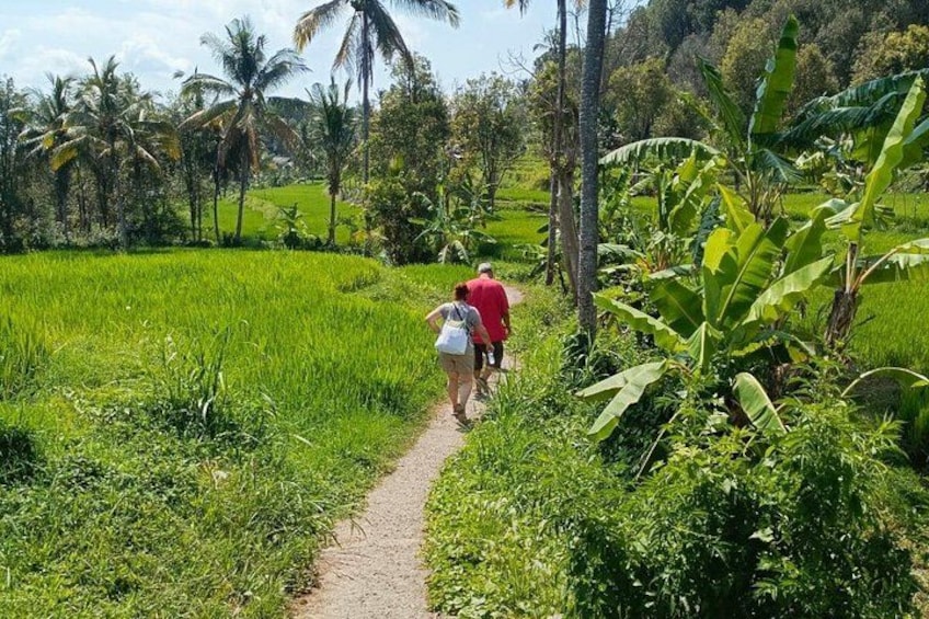 Un sendero serpentea por un campo verde exuberante con plantaciones de banano y palmeras. 5