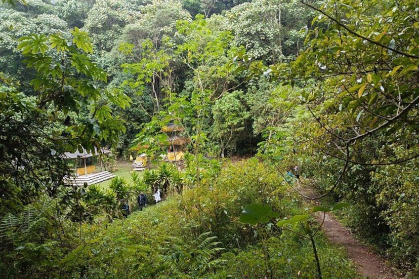 Un bosque verde y exuberante con un sendero que lleva a una construcción tradicional. 4