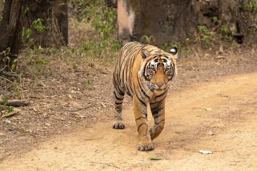A tiger walking on a dirt path in a forested area. 5