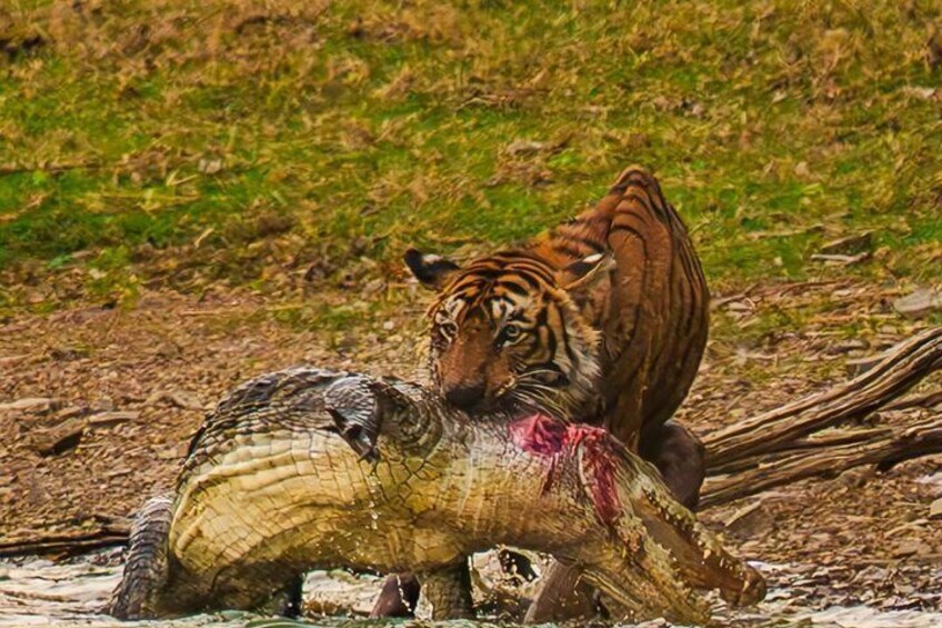 Ranthambore National Park Private Jeep Safari All inclusive 3