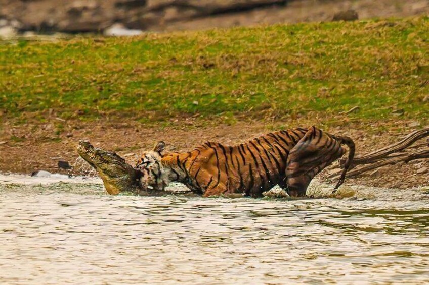 Ranthambore National Park Private Jeep Safari All inclusive 2