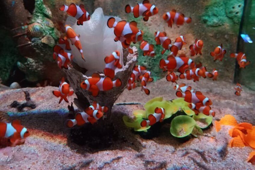 Kugelfische schwimmen um eine Korallenstruktur in einem Aquarium. 2