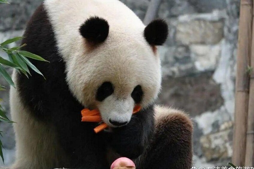 Panda Valley and Dujiangyan Private Tour 1