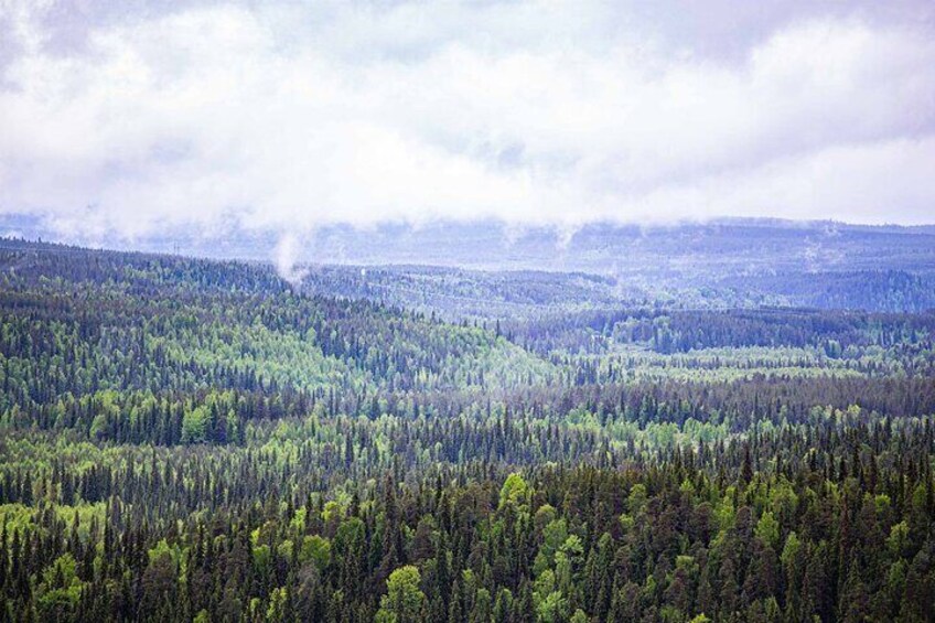 Ein dichter Wald mit weiter Ansicht einer Stadt und Rauch, der im Hintergrund aufsteigt. 3