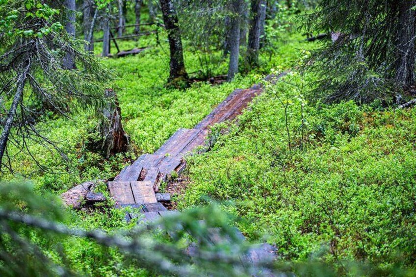 Eine eingestürzte Holzbrücke in einem Wald. 4