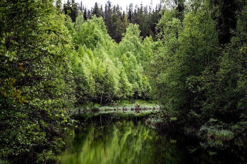 Ein friedlicher Waldsee mit üppiger Vegetation und ruhigem Wasser, das die Bäume spiegelt. 2