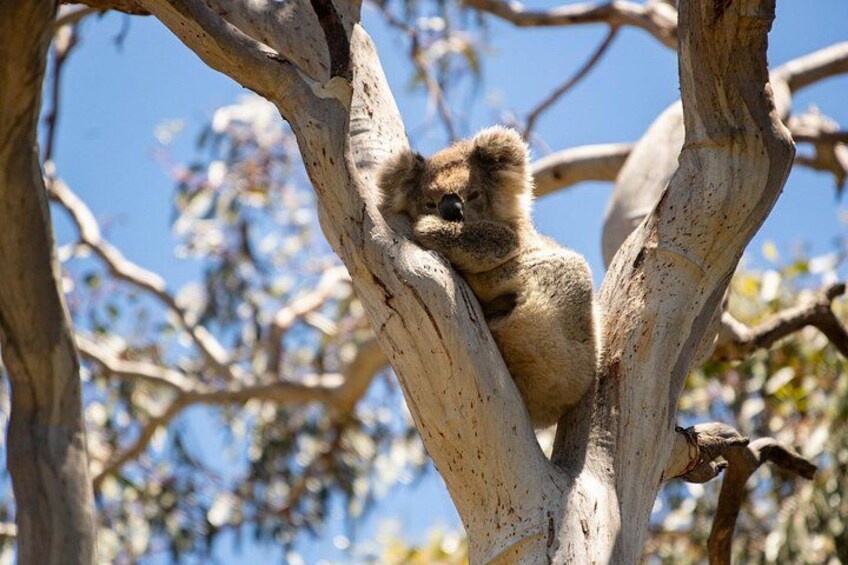 Een koala vastgegrepen aan een tak. 5