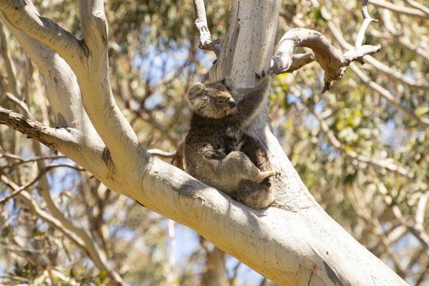 Een koala die zich vastklampt aan een tak. 1