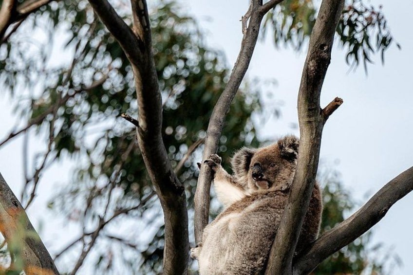 Een koala die zich aan een tak vasthoudt. 4