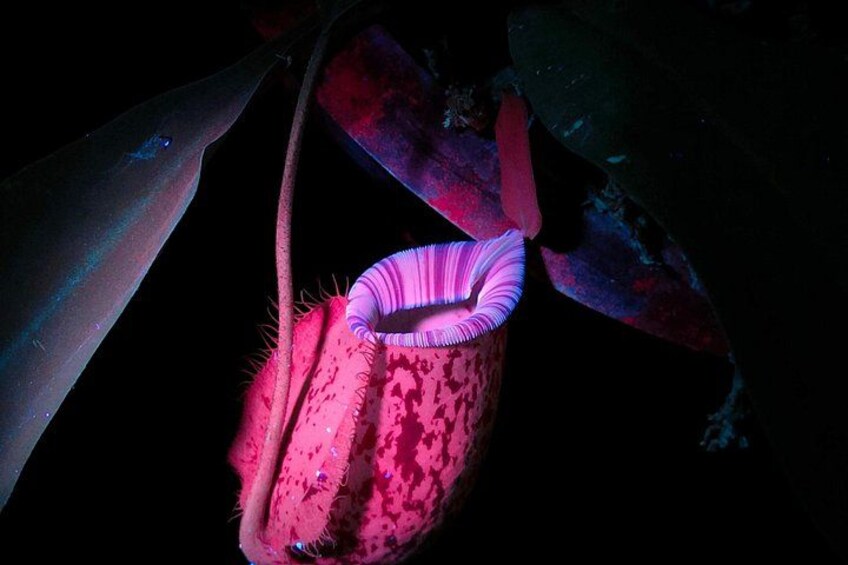 Entopia by Penang Butterfly Farm 5