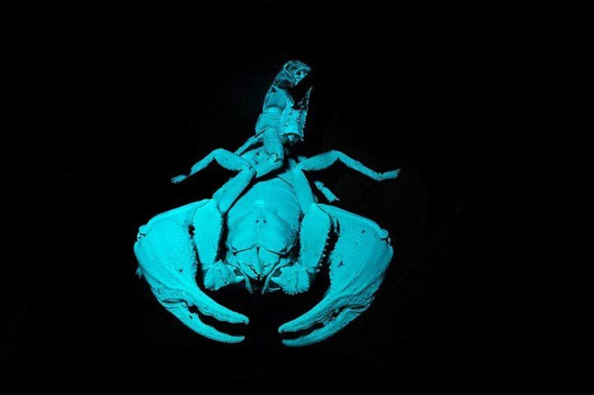 Discover unique insects aside from the multitude of butterflies 3