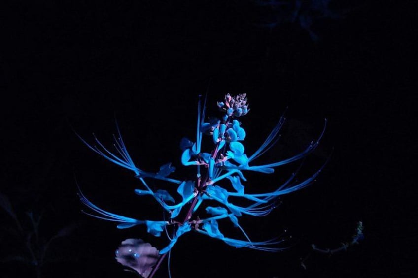Entopia by Penang Butterfly Farm 4