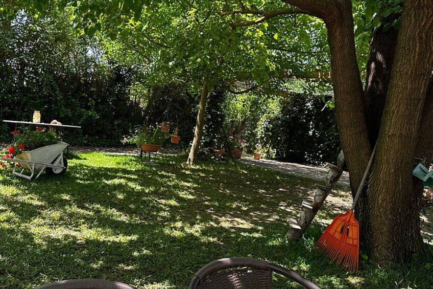 Un jardin avec un arbre, une brouette et un banc. 2