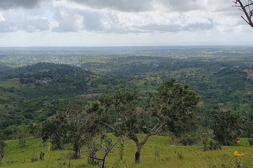 Un paisaje con un árbol en primer plano y una vista de un horizonte urbano distante. 3