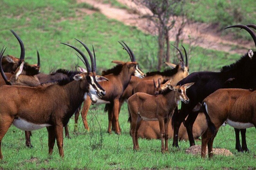 Un grupo de antílopes de cuernos largos en un campo de hierba. 2
