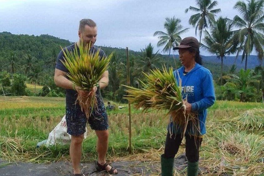To personer holder planter i et landligt miljø med palmer og et bakket landskab i baggrunden. 4