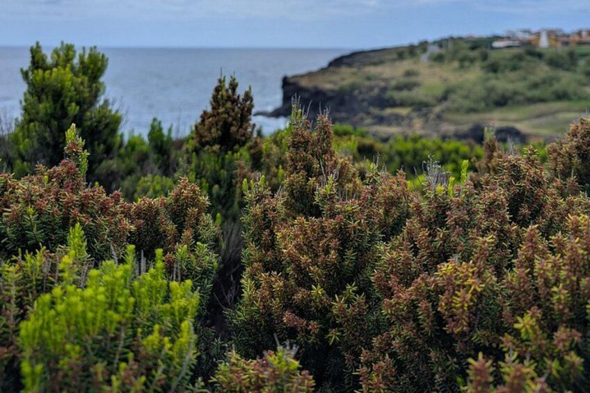 Customizable Full Day Private Tour of Faial 4