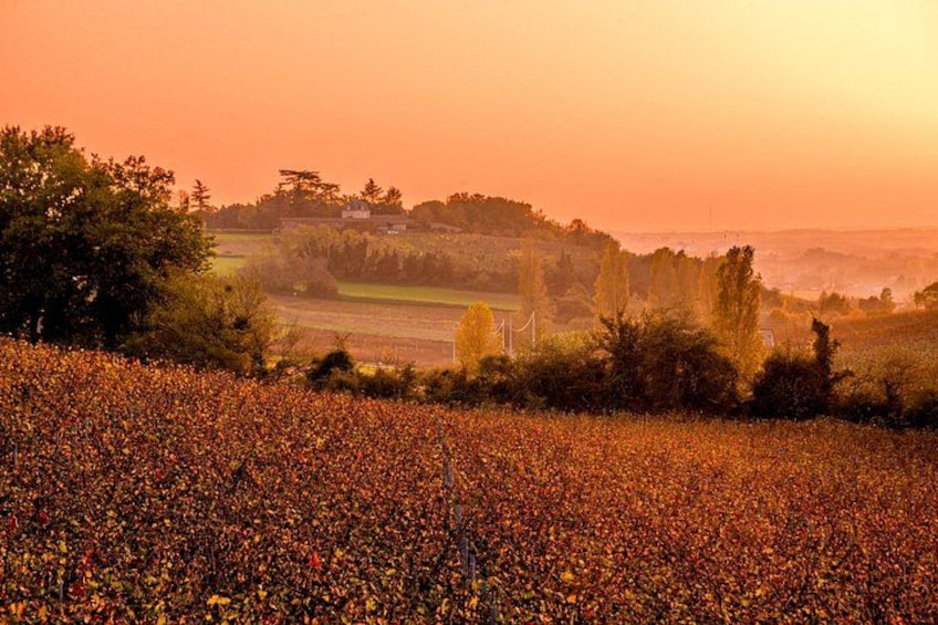 A field of flowers at sunset with a distant hill and trees. 5