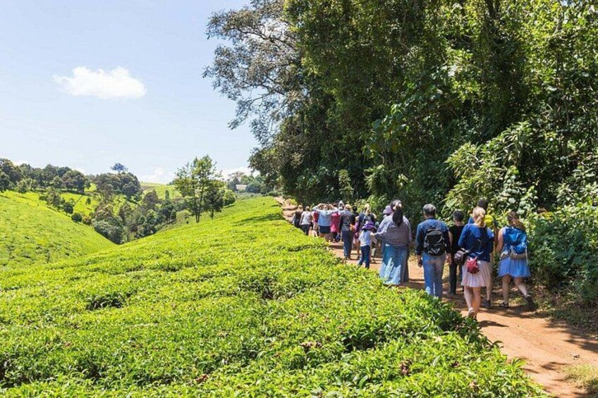 Kaimbethu Tea Farm Tour and Lunch Package 3