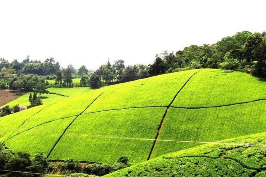 A lush green tea plantation with terraced fields and a hilly landscape. 2