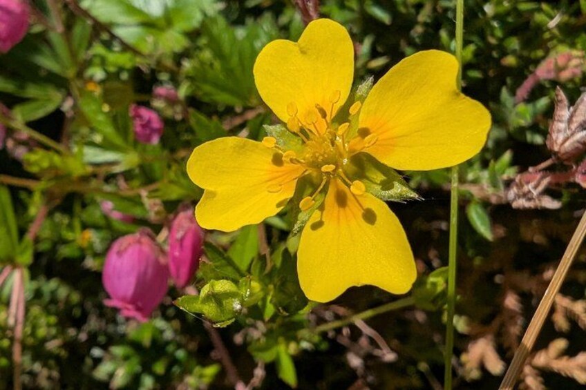 Una flor amarilla con cinco pétalos, rodeada de follaje verde y capullos rosados. 4