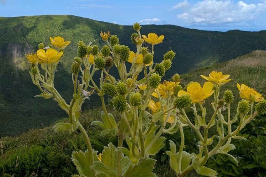 Una planta con flores amarillas y hojas verdes en un paisaje montañoso. 3