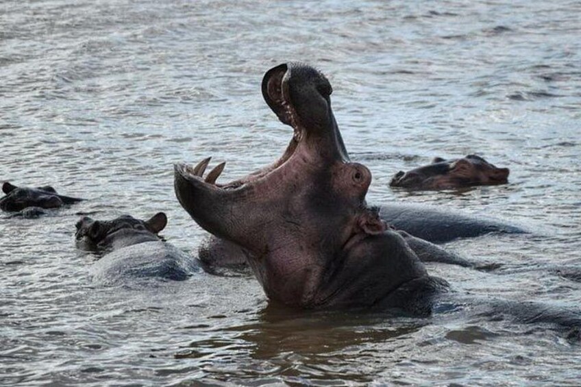 Tala Game Safari and Durban City Adventure 5