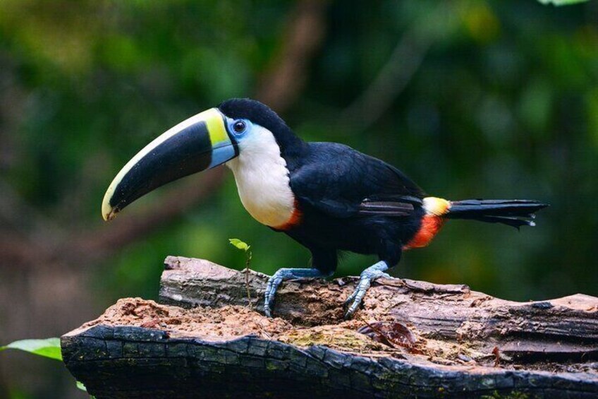 Amazon tours from Cusco (3 days). 1