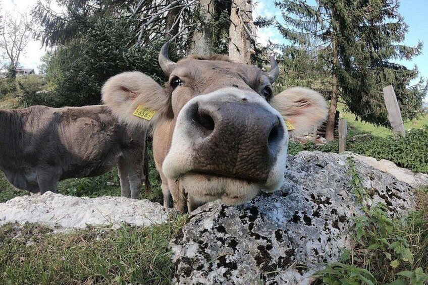 Una vaca con una oreja marcada en amarillo, una roca y una cerca en un entorno natural. 2