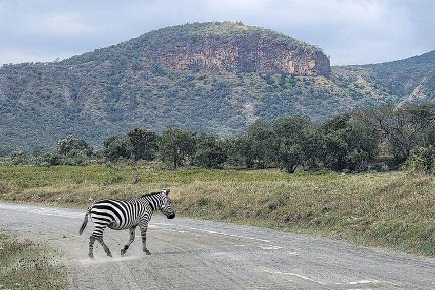 Et zebrastriade over en jordvej med et bjergrigt landskab i baggrunden. 2
