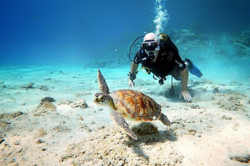A diver and a sea turtle on a sandy seabed with clear water. 5