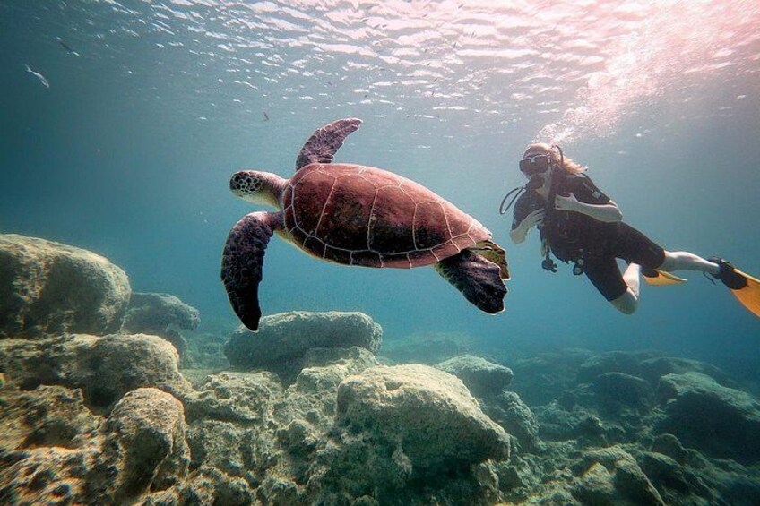 A diver and a sea turtle swimming near rocky underwater terrain. 4